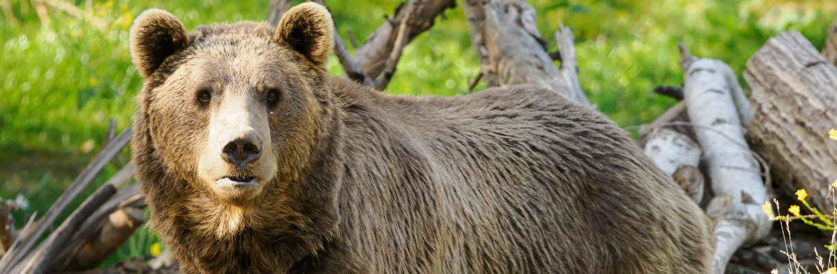 Bear at Wildheart Animal Sanctuary on the Isle of Wight